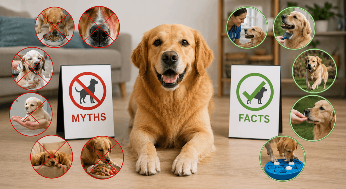 Healthy dog representing expert-backed facts that correct common myths about feeding, grooming, training, and care.