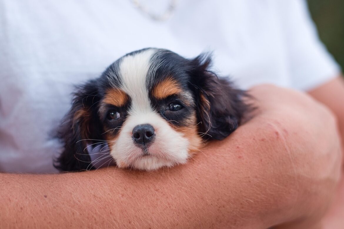 Suitable Small Breeds for Urban Apartments