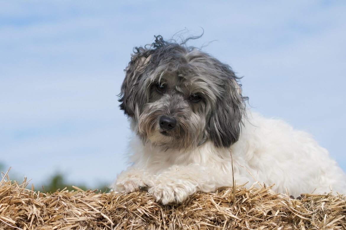 Unleashing the Exotic: Exploring Rare and Unique Dog Breeds
