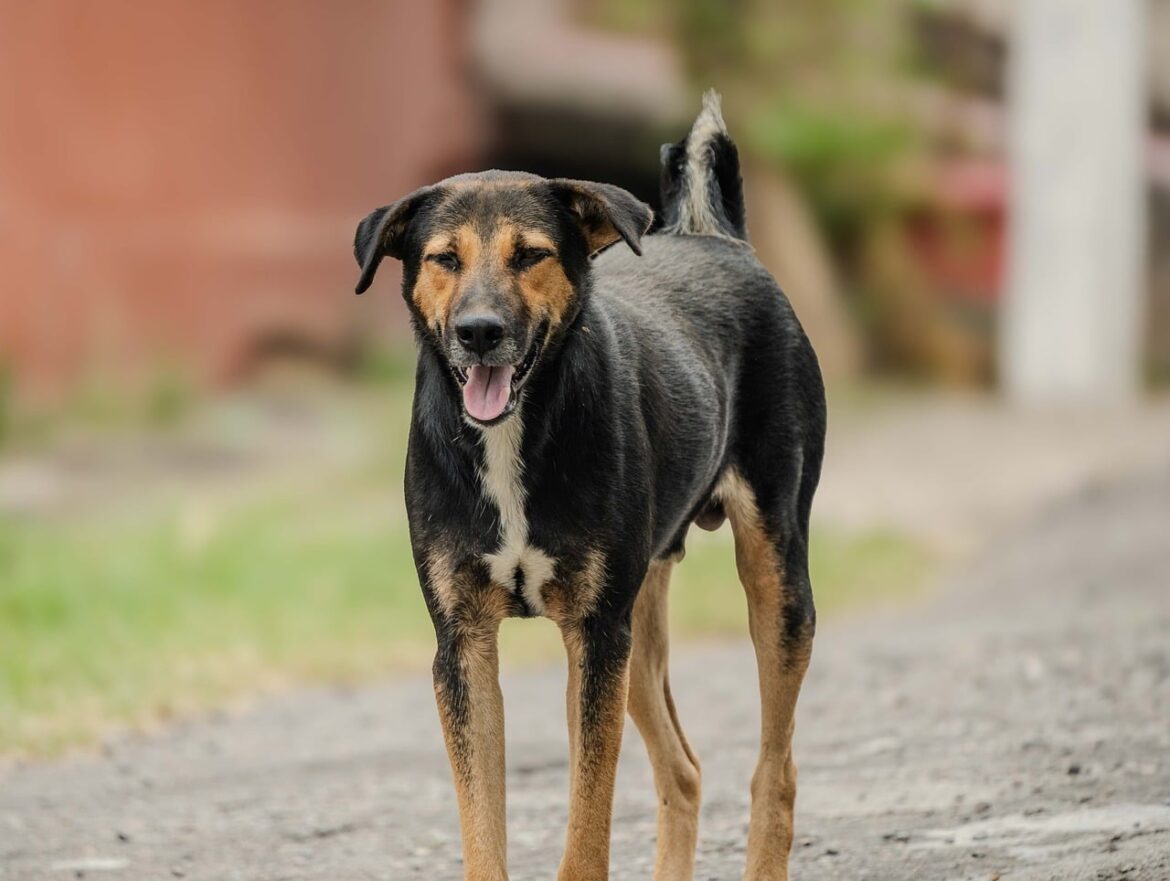Top Breeds for Energetic Owners: Best Large Dogs for an Active Lifestyle